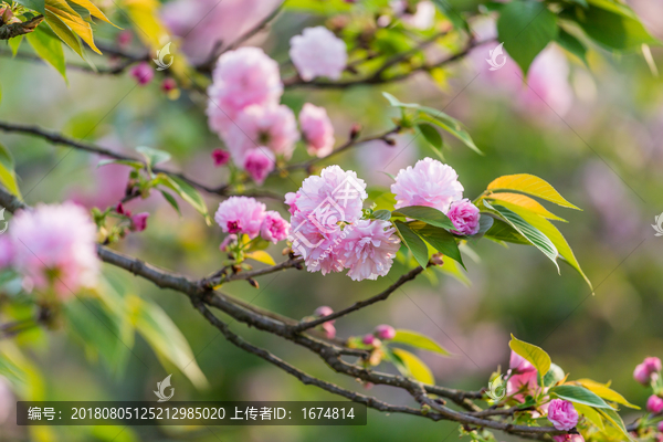 樱花树