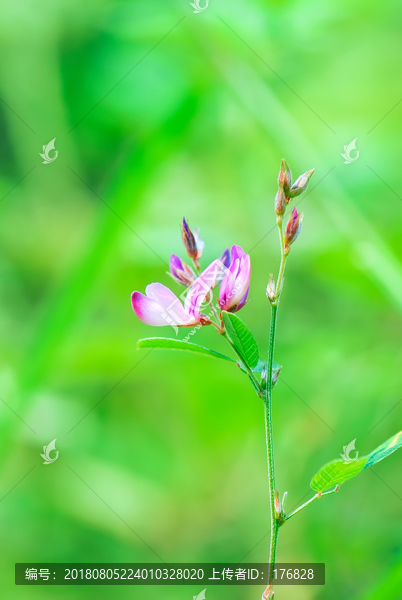 胡枝子花