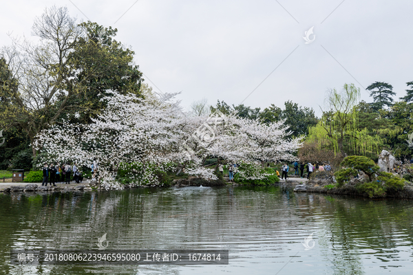 花港观鱼