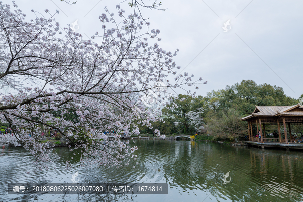 花港观鱼