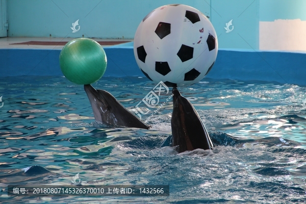海狮顶球