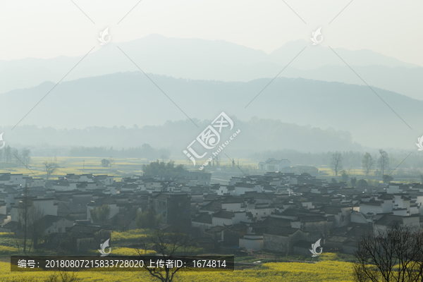 卢村油菜花