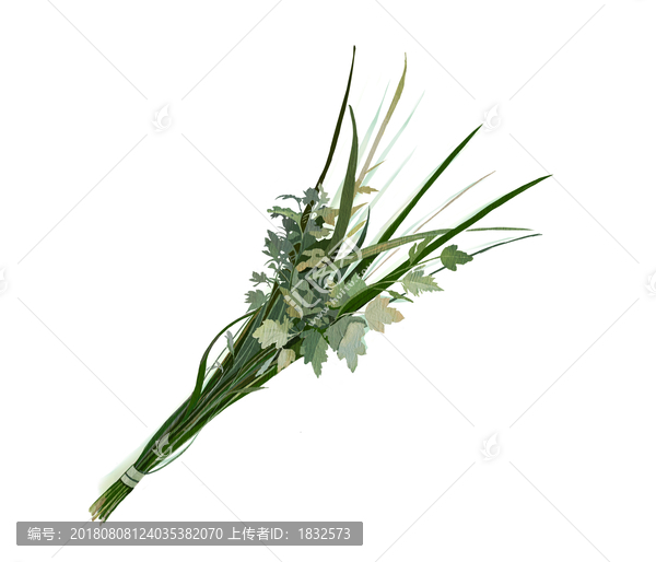 艾草