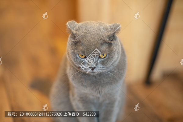 咖啡馆的蓝猫