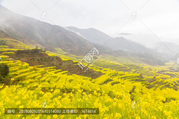 篁岭油菜花