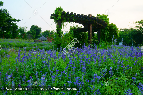 薰衣草花海