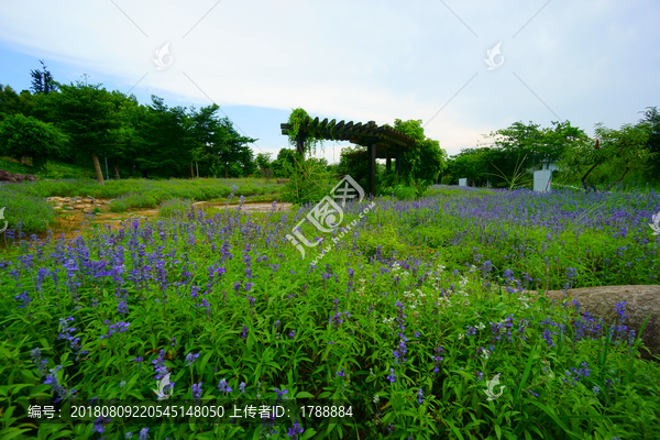 薰衣草花海