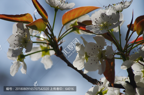 梨花一枝春带雨