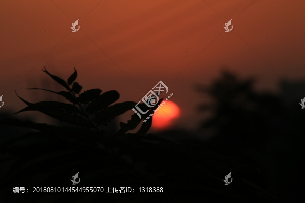 树叶夕阳