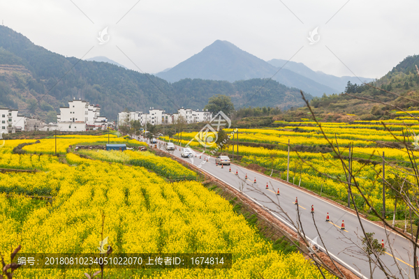 婺源油菜花