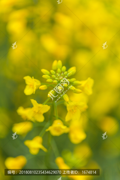 油菜花