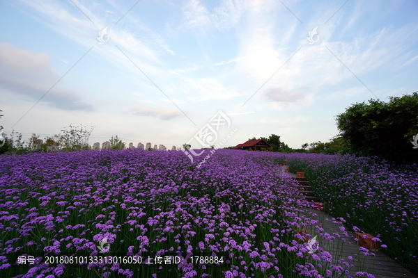 紫色背景