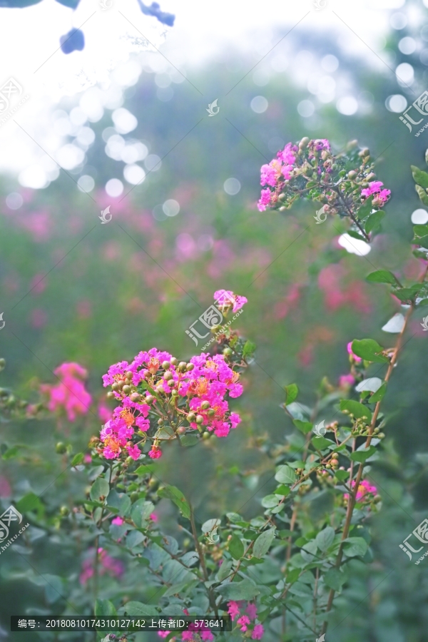 花卉手机屏保