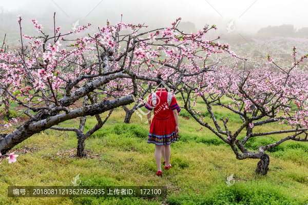 中国连州瑶族少女与桃花