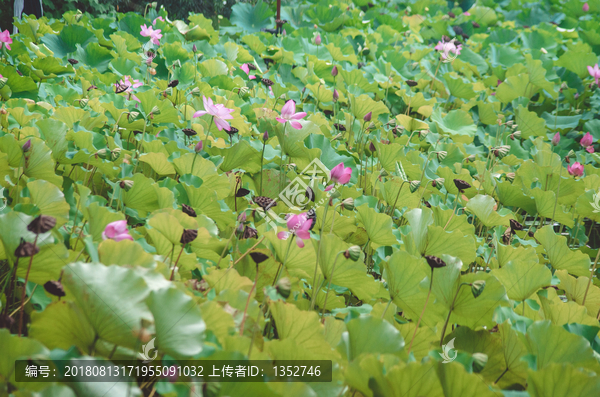 荷花池