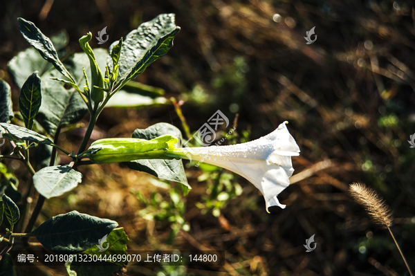 曼陀罗花