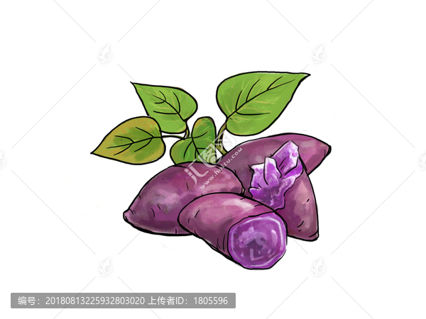 紫薯插畫