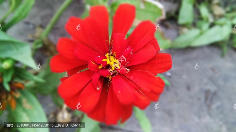 红色花朵
