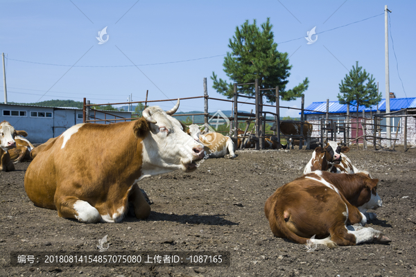 牛场老牛