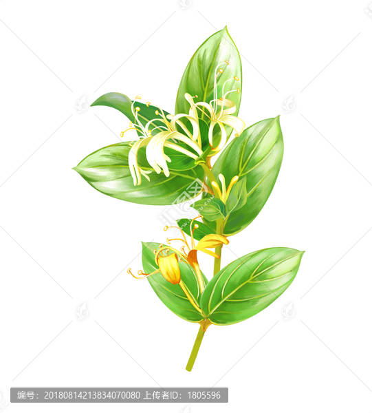 金銀花插畫