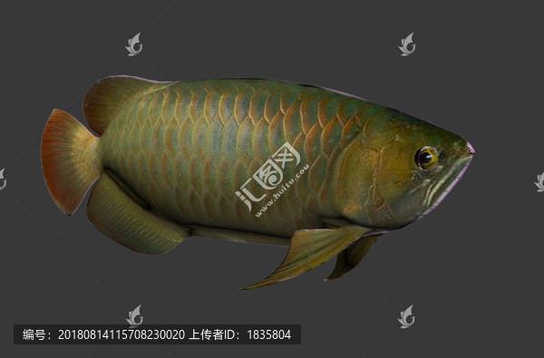 金龙鱼模型