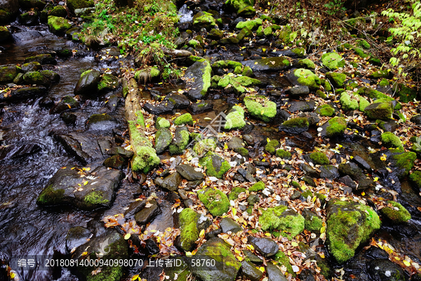 仙峰森林公园青苔河