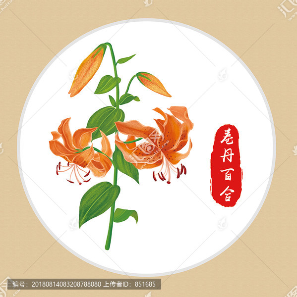 卷丹百合手繪植物