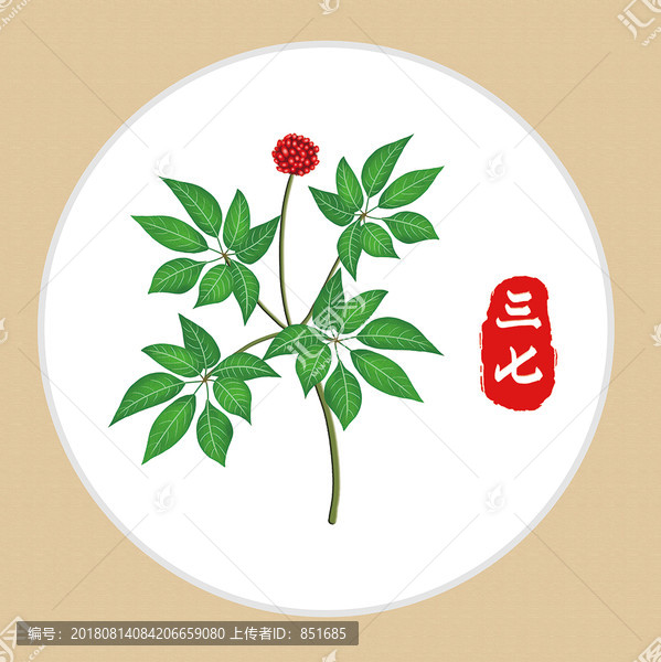 三七草本植物