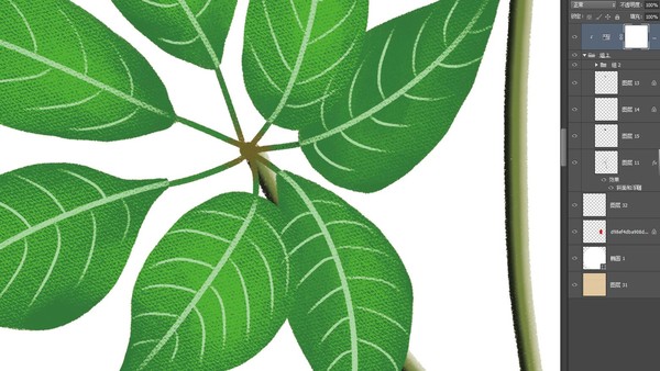 三七草本植物