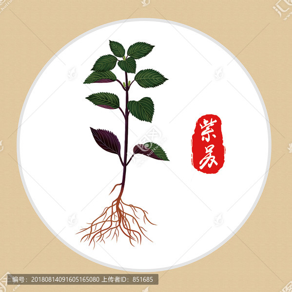 紫蘇中草藥植物