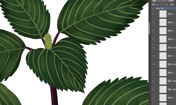 紫蘇中草藥植物
