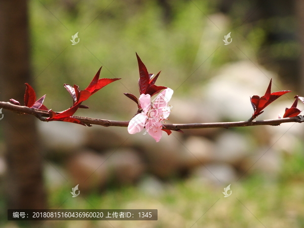 碧桃花