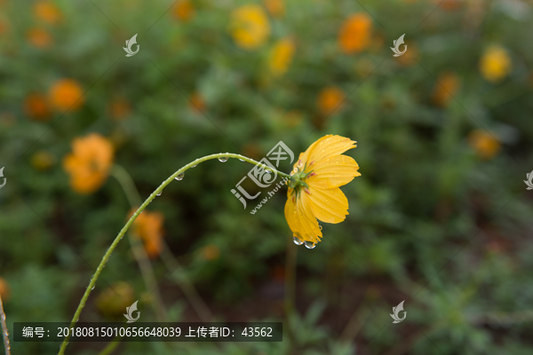 波斯菊花花朵花瓣