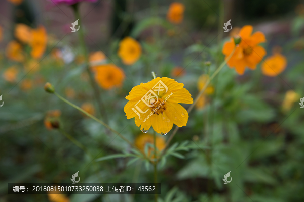 花瓣花朵波斯菊花