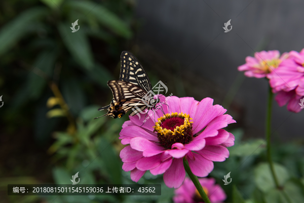 鲜花蝴蝶