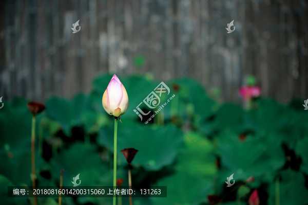 一枝白色荷花花苞