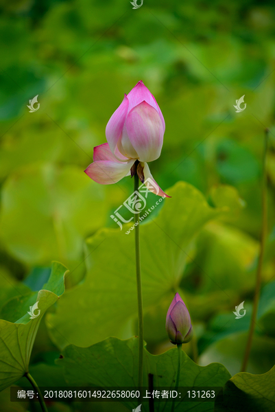 一枝粉色荷花