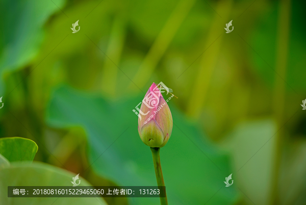 一枝荷花花苞和豆娘