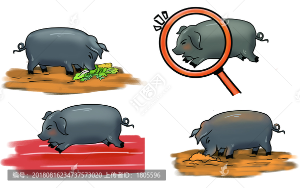 黑山豬黑豬肉插畫