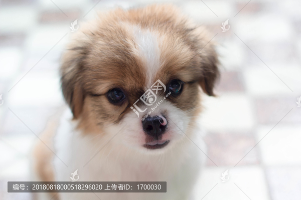 蝴蝶犬