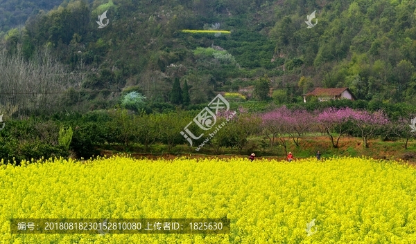 油菜花开