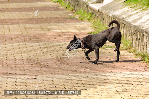 黑色土狗中华田园犬