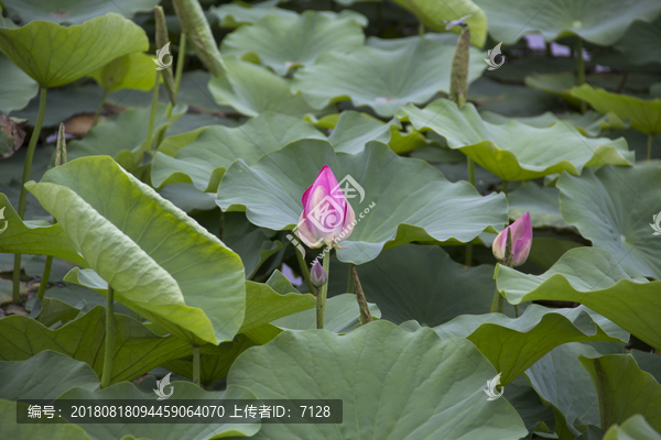 荷花初露