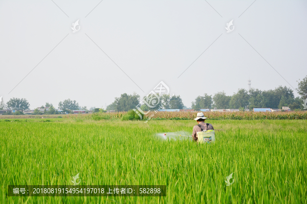 水稻管理