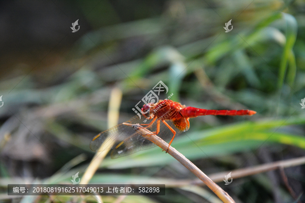 停飞红蜻蜓