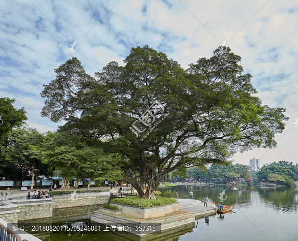 荔湾湖公园湖畔古榕