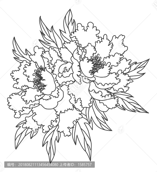 線描牡丹花