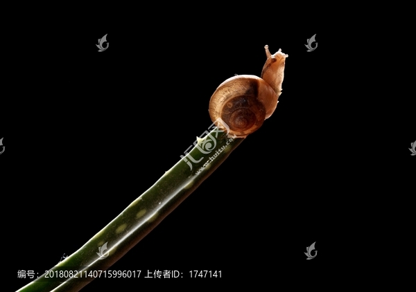 蝸牛