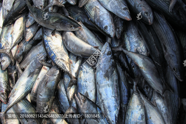 石浦渔港码头捕捞鱼类