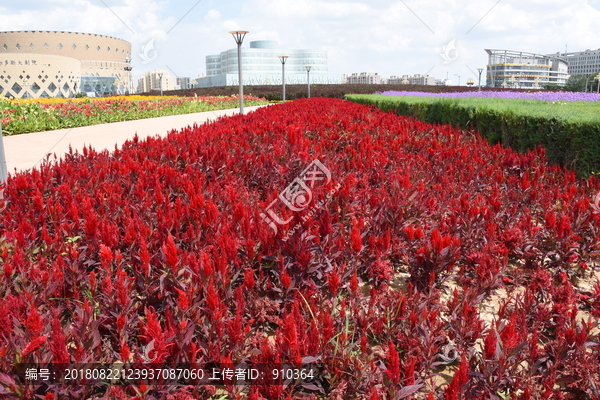 鲜花城市